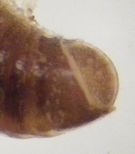 Brachyiulus sp.